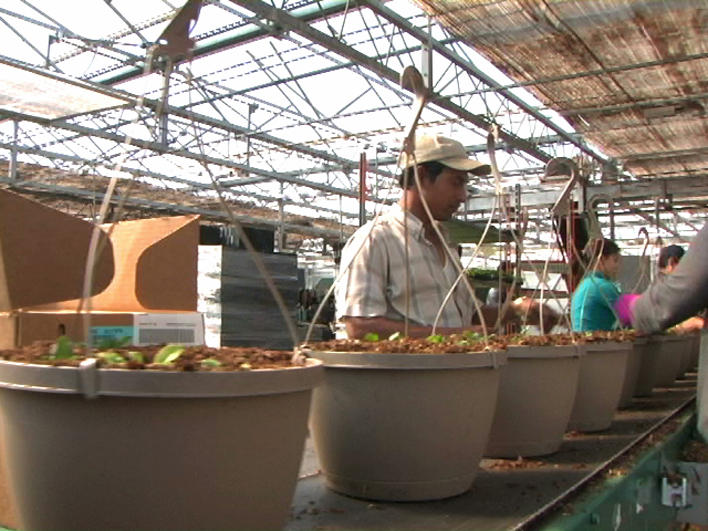 Refugees working in a seedling assembly line